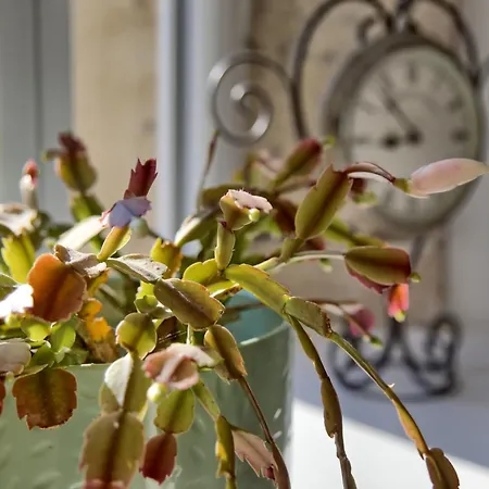 - Le Saule Reveur Nantilly